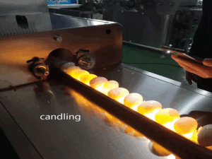 candling